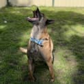 Photo of Harley