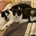 Photo of Squid And Nori