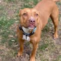 Photo of Dixie