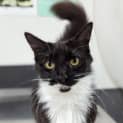 Photo of Oreo