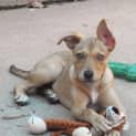 Photo of Honey