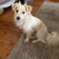 Photo of Scotch