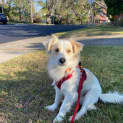 Photo of Scotch