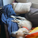 Photo of Ringer