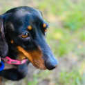 Photo of Luna   7 Year Old Mini Dachshund (Trial)