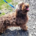 Photo of Coco