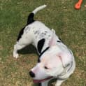 Photo of Bowser