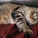 Photo of Willow