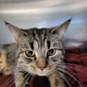 Photo of Willow