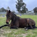 Photo of Trigger 