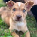 Photo of Taffy