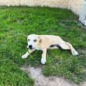 Photo of Tyson
