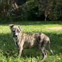 Photo of Mixiedara