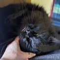 Photo of Billy Bob Cat