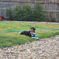 Photo of Arby ( Was Lachie)
