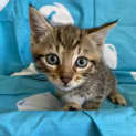Photo of Shamrock
