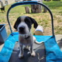 Photo of Humphrey