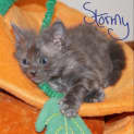 Photo of Stormy