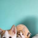 Photo of Loaf