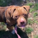 Photo of Rocco