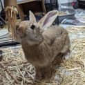 Photo of Bertha   Available From Petstock Engadine