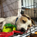 Photo of Daisy