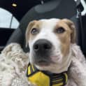 Photo of Daisy