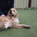 Photo of Basil