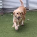 Photo of Basil