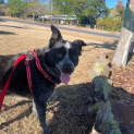 Photo of Aussie