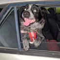 Photo of Aussie