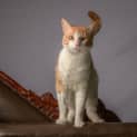 Photo of Brandy **2nd Chance Cat Rescue**