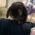 Photo of Buster Bunny Baxter