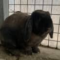 Photo of Buster Bunny Baxter