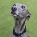 Photo of Boog