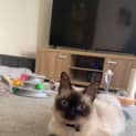 Photo of Luna