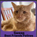 Photo of Sweep