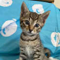 Photo of Lupin
