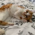 Photo of Tiger