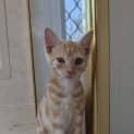 Photo of Cleo (Cleopatra)