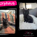 Photo of Orpheus