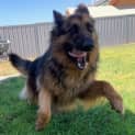 Photo of Ava *Adoption Pending*