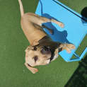 Photo of Bailey