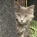 Photo of Smokey