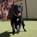 Photo of Ruby