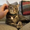 Photo of Mochi