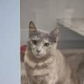 Photo of Willow 
