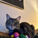 Photo of Mochi