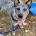 Photo of Blue