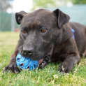 Photo of Maple